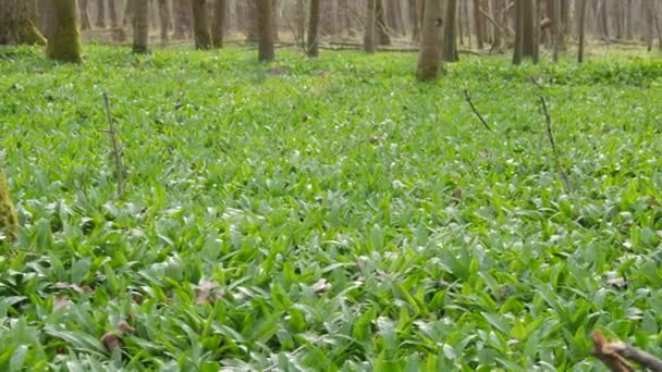 Clareira Floresta Espalhada Com Alho Selvagem Verde Alho Selvagem Allium — Vídeo de Stock