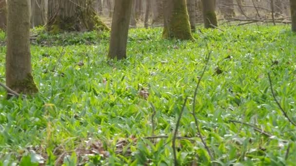 Clairière Parsemée Ail Sauvage Vert Ail Sauvage Allium Ursinum — Video