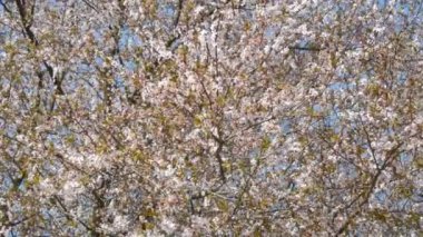 Bir bahar günü gökyüzüne karşı beyaz çiçeklerle sık sık açan kiraz ağacı..