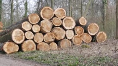 Bir yığın kütük. Kesilmiş bir ağacın gövdesinin bir parçası. Kereste endüstrisi. Yol kenarındaki kestirme yol. Oduncular ormandaki ağaçları kestiler. Ahşap ürünler.