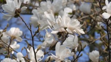 Güzel beyaz manolya çiçekleri ilkbaharda mavi gökyüzüne yakın.