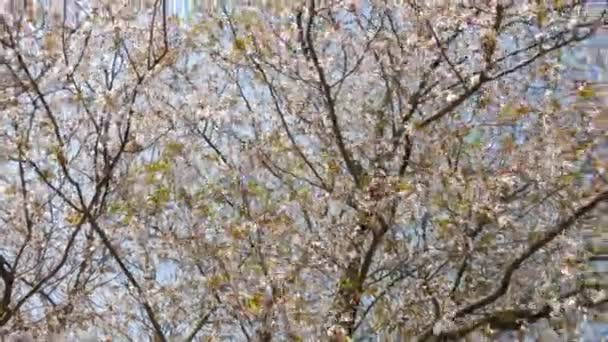 Kersenboom Dicht Bloeiend Met Witte Bloemen Tegen Hemel Een Lentedag — Stockvideo