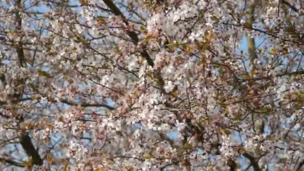 Kersenboom Dicht Bloeiend Met Witte Bloemen Tegen Hemel Een Lentedag — Stockvideo