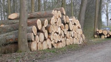 Bir yığın kütük. Kesilmiş bir ağacın gövdesinin bir parçası. Kereste endüstrisi. Yol kenarındaki kestirme yol. Oduncular ormandaki ağaçları kestiler. Ahşap ürünler.