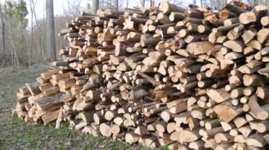 Birçok kesik ağaç gövdesi ormanda bir sırada yatar. Doğayı yasa dışı ağaç kesiminden korumak..