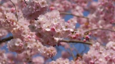Güzel pembe sakura çiçekleri ilkbahar mavi gökyüzüne karşı.