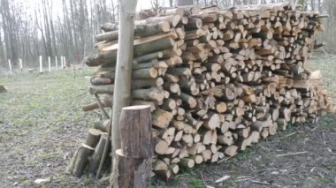 Birçok kesik ağaç gövdesi ormanda bir sırada yatar. Doğayı yasa dışı ağaç kesiminden korumak..