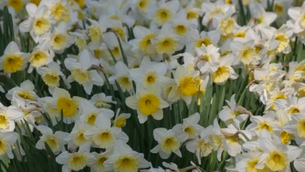 Багато Красивих Квітучих Білих Квітів Нарцисів Зеленому Газоні Сонячний Весняний — стокове відео