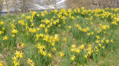 Many beautiful blooming yellow flowers of daffodils on a green lawn on a sunny spring day.