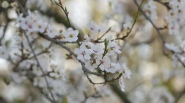 Bir bahar günü gökyüzüne karşı beyaz çiçeklerle sık sık açan kiraz ağacı..