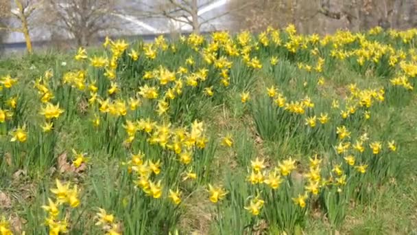 Many Beautiful Blooming Yellow Flowers Daffodils Green Lawn Sunny Spring — Stockvideo