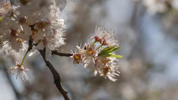 Cseresznyefa Sűrűn Virágzik Fehér Virágokkal Égen Egy Tavaszi Napon — Stock videók