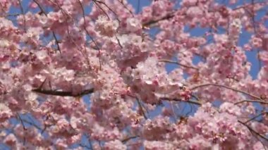 Güzel pembe sakura çiçekleri ilkbahar mavi gökyüzüne karşı.