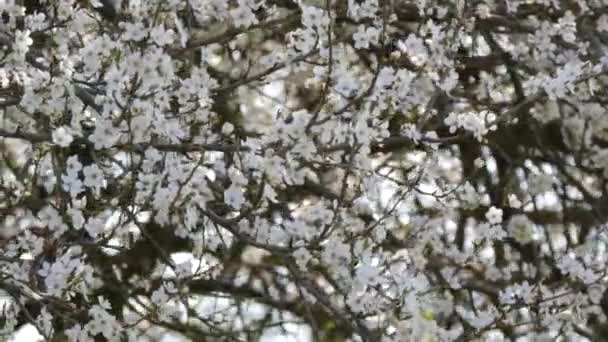 Cireșe Dens Înflorite Flori Albe Cer Într Primăvară — Videoclip de stoc