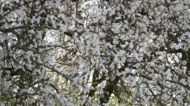 Bir bahar günü gökyüzüne karşı beyaz çiçeklerle sık sık açan kiraz ağacı..