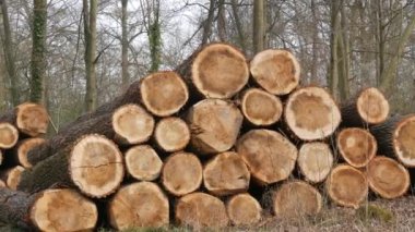 Bir yığın kütük. Kesilmiş bir ağacın gövdesinin bir parçası. Kereste endüstrisi. Yol kenarındaki kestirme yol. Oduncular ormandaki ağaçları kestiler. Ahşap ürünler.