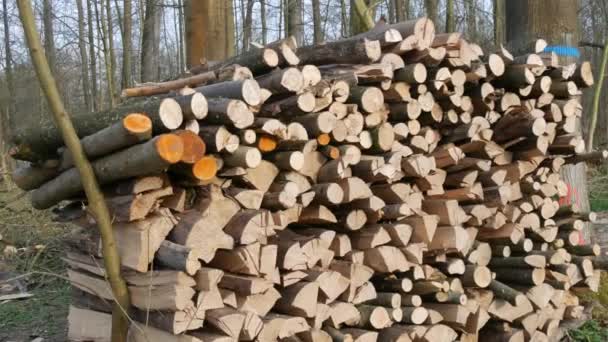 Viele Abgesägte Baumstämme Liegen Einer Reihe Wald Schutz Der Natur — Stockvideo