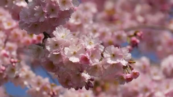 Krásná Růžová Sakura Květiny Proti Jarní Modré Obloze — Stock video