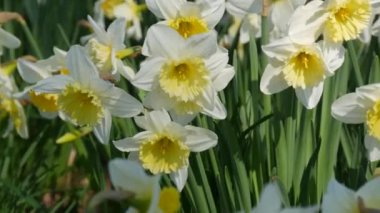 Many beautiful blooming white flowers of daffodils on a green lawn on a sunny spring day.