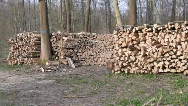 Beaucoup Troncs Arbres Coupés Trouvent Dans Une Rangée Dans Forêt — Video