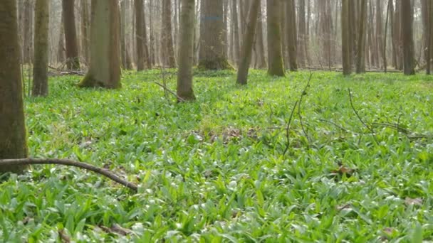 Glade Forestal Esparcido Con Ajo Verde Silvestre Ajo Silvestre Allium — Vídeos de Stock