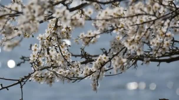 Вишня Плотно Цветет Белыми Цветами Фоне Отражений Солнца Воде Весенний — стоковое видео