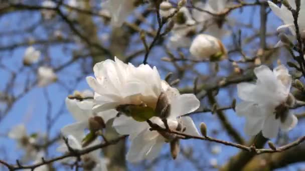 Piękne Białe Magnolia Kwiaty Przed Wiosną Niebieskie Niebo Bliska Widok — Wideo stockowe