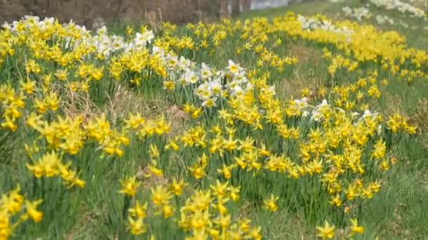 Many Beautiful Blooming Yellow Flowers Daffodils Green Lawn Sunny Spring — Vídeo de Stock