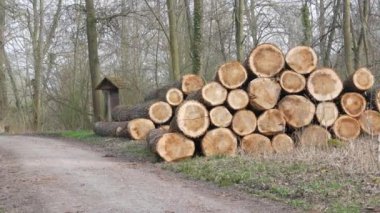 Bir yığın kütük. Kesilmiş bir ağacın gövdesinin bir parçası. Kereste endüstrisi. Yol kenarındaki kestirme yol. Oduncular ormandaki ağaçları kestiler. Ahşap ürünler.
