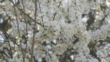 Bir bahar günü gökyüzüne karşı beyaz çiçeklerle sık sık açan kiraz ağacı..
