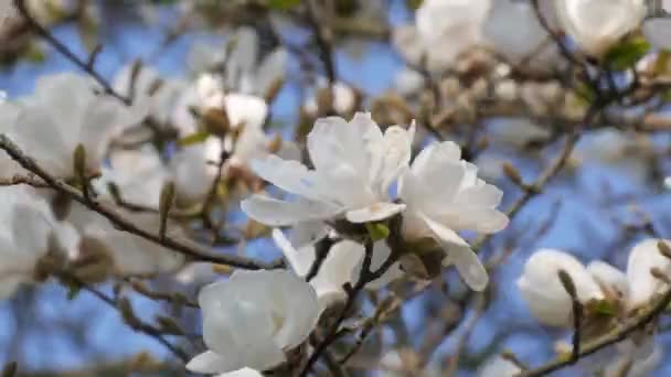 Piękne Białe Magnolia Kwiaty Przed Wiosną Niebieskie Niebo Bliska Widok — Wideo stockowe