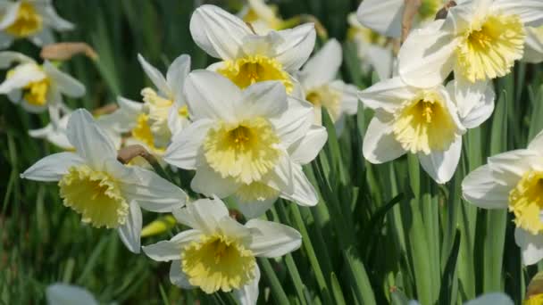 Many Beautiful Blooming White Flowers Daffodils Green Lawn Sunny Spring — Vídeo de Stock