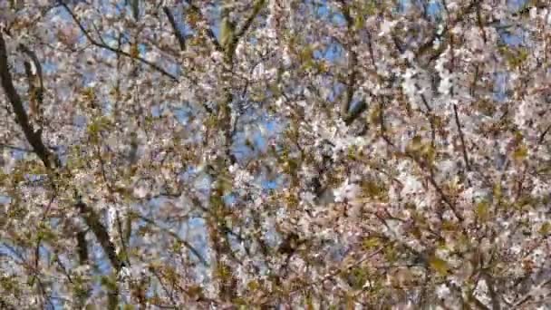Cerejeira Densamente Florescendo Com Flores Brancas Contra Céu Dia Primavera — Vídeo de Stock