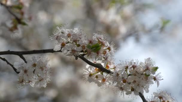 Cerezo Densamente Florecido Con Flores Blancas Contra Cielo Día Primavera — Vídeos de Stock