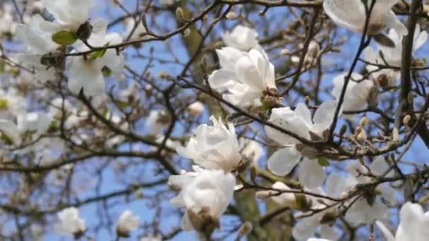 Lindas Flores Magnólia Branca Contra Primavera Céu Azul Vista Perto — Vídeo de Stock