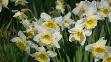 Many beautiful blooming white flowers of daffodils on a green lawn on a sunny spring day.