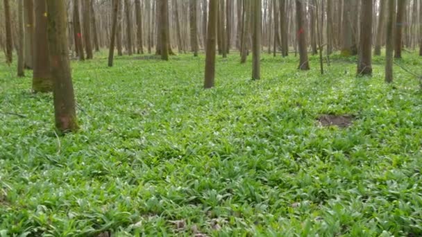 Lesní Mýtina Posetá Zeleným Divokým Česnekem Nebo Divokým Česnekem Allium — Stock video