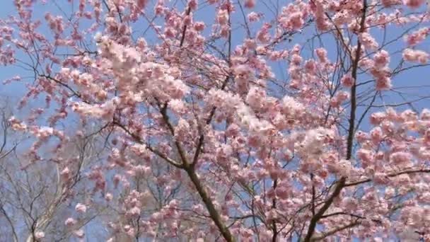 Belles Fleurs Roses Sakura Contre Ciel Bleu Printemps — Video