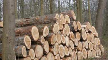 Bir yığın kütük. Kesilmiş bir ağacın gövdesinin bir parçası. Kereste endüstrisi. Yol kenarındaki kestirme yol. Oduncular ormandaki ağaçları kestiler. Ahşap ürünler.