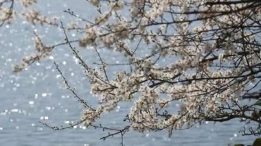 Kiraz ağacı yoğun bir şekilde çiçek açıyor. Güneşin yansımalarının yansımasına karşı. Bir bahar günü suda..