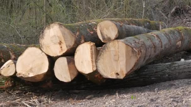 一堆原木 树干被砍断的树的树干的一部分 木材工业 道路附近的切割区域 伐木工人砍倒了森林中的树木 木材产品 — 图库视频影像