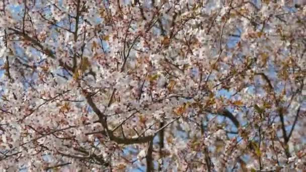Cerejeira Densamente Florescendo Com Flores Brancas Contra Céu Dia Primavera — Vídeo de Stock