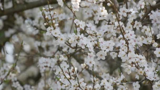 Вишня Плотно Цветет Белыми Цветами Фоне Неба Весенний День — стоковое видео