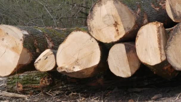 Une Pile Bûches Partie Tronc Arbre Qui Été Coupée Industrie — Video