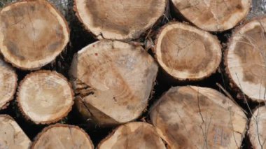 Bir yığın kütük. Kesilmiş bir ağacın gövdesinin bir parçası. Kereste endüstrisi. Yol kenarındaki kestirme yol. Oduncular ormandaki ağaçları kestiler. Ahşap ürünler.