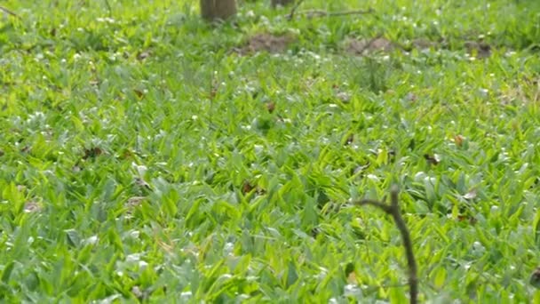 Fokhagymával Vagy Vadon Élő Fokhagymával Szórt Erdei Tisztás Allium Ursinum — Stock videók