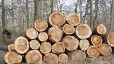 Bir yığın kütük. Kesilmiş bir ağacın gövdesinin bir parçası. Kereste endüstrisi. Yol kenarındaki kestirme yol. Oduncular ormandaki ağaçları kestiler. Ahşap ürünler.