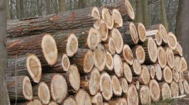 Bir yığın kütük. Kesilmiş bir ağacın gövdesinin bir parçası. Kereste endüstrisi. Yol kenarındaki kestirme yol. Oduncular ormandaki ağaçları kestiler. Ahşap ürünler.