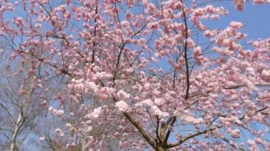 Güzel pembe sakura çiçekleri ilkbahar mavi gökyüzüne karşı.