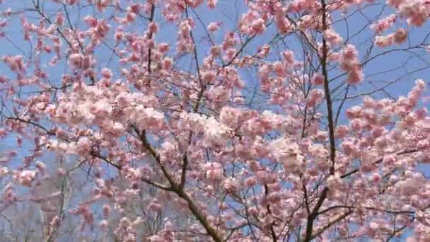 Schöne Rosa Sakura Blüten Gegen Frühlingshaften Blauen Himmel — Stockvideo